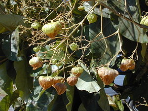 Teakbaum (Tectona grandis), Blätter und Früchte