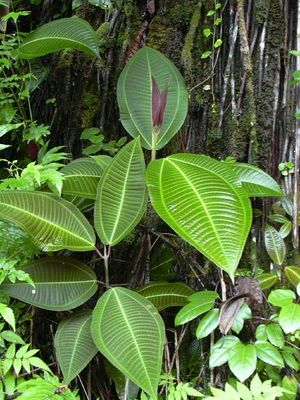 Miconia calvescens mit den für die Familie typischen gegenständigen Blättern.