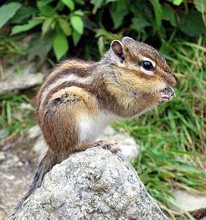 Asiatisches Streifenhörnchen bzw. Burunduk (Tamias sibiricus)