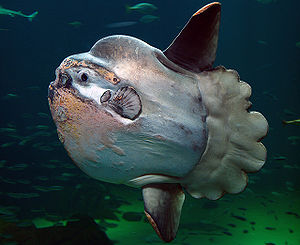 Mondfisch, Nordsee Ozeanarium, Hirtshals (2009)