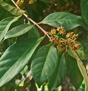 Indonesisches Lorbeerblatt (Syzygium polyanthum)