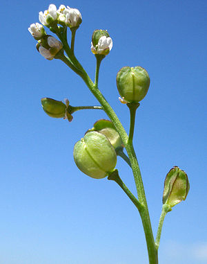 Nacktstängeliger Bauernsenf (Teesdalia nudicaulis)