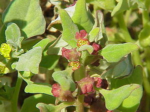 Tetragonia echinata