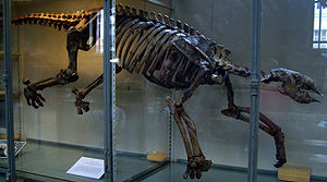 Skelettrekonstruktion von Thalassocnus im Muséum national d'histoire naturelle in Paris.