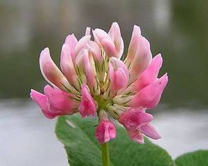 Schweden-Klee (Trifolium hybridum) – Blütenstand