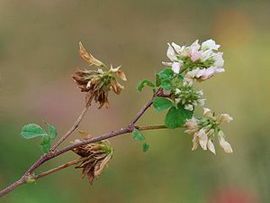 Schwarzwerdender Klee (Trifolium nigrescens) – Blütenstand