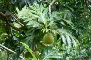 Brotfruchtbaum mit Frucht