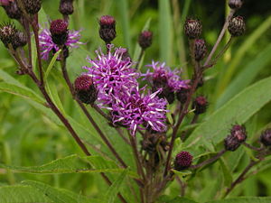 Ausschnitt aus dem Blütenstand mit körbchenförmigen Teilblütenständen von Vernonia noveboracensis.