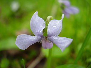 Sumpf-Veilchen (Viola palustris) - Blüte
