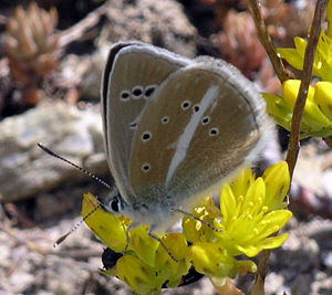 Weißdolch-Bläuling (Polyommatus damon)