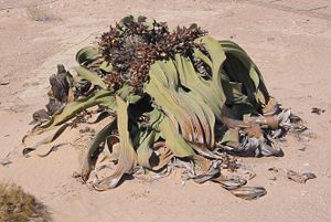 Welwitschie (Welwitschia mirabilis)