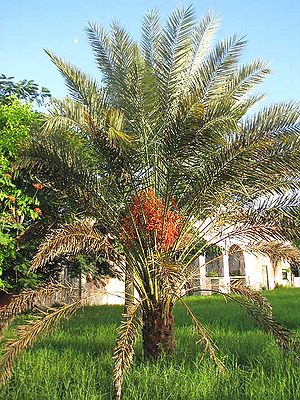Wild Data Palm-Yucatán.jpg