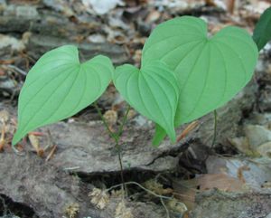 Dioscorea villosa, junge Pflanze im Wald.