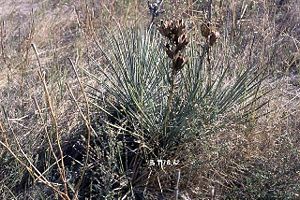 Yucca glauca im Herbst in South Dakota