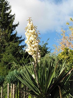 Kerzen-Palmlilie (Yucca gloriosa): In Kultur in Blüte im Oktober.