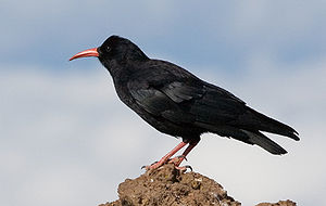 Alpenkrähe (Pyrrhocorax pyrrhocorax)