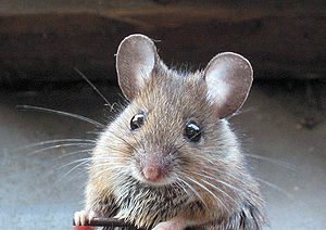 Waldmaus (Apodemus sylvaticus)