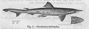 Spatennasenhai (Scoliodon laticaudus)
