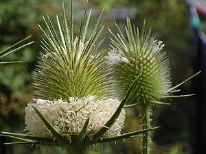 Blütenköpfe der Schlitzblatt-Karde (Dipsacus laciniatus)