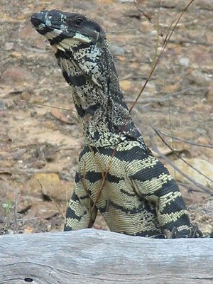 Buntwaran (Varanus varius)