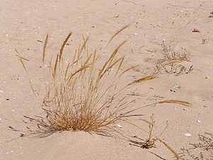 Strand-Gerste (Hordeum marinum)