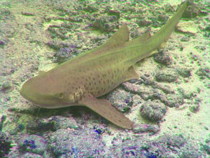 Zebrahai (Stegostoma fasciatum)