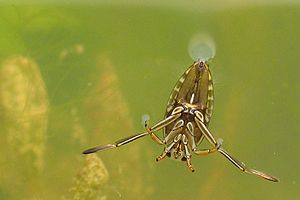 Gemeiner Rückenschwimmer (Notonecta glauca)
