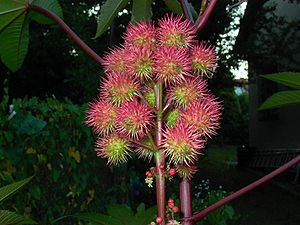 Früchte des Wunderbaums (Ricinus communis)