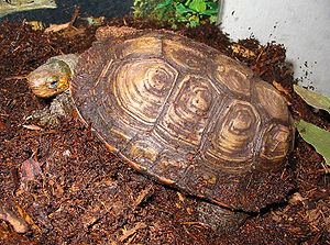 Chiapas-Pracht-Erdschildkröte