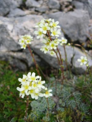 Rispen-Steinbrech (Saxifraga paniculata)