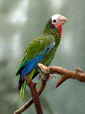 Kuba-Amazone (Amazona leucocephala)