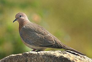 Palmtaube (Streptopelia senegalensis)