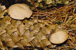 Fichtenzapfenrübling (S. esculentus)