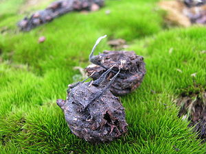 Buchenfruchtschalen-Holzkeule (Xylaria carpophilia)