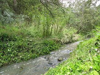 Andersons Creek in Warrandyte