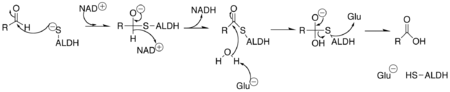 Aldehyde dehydrogenase mechanism.png