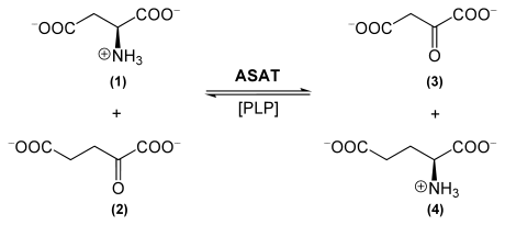 Aspartate transaminase reaction.svg