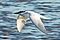 Lachseeschwalbe