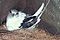 Weißschwanz-Topikvogel