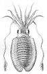 Herklots 1859 I 1 Sepia officinalis - dier