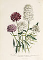 Loudon - The Ladies' Flower-Garden of Ornamental Annuals - pl. 12.jpg
