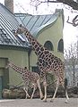 Hellabrunn Giraffen-1.jpg