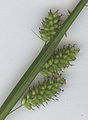 Carex pallescens Ährchen.jpg