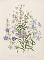 Loudon - The Ladies' Flower-Garden of Ornamental Annuals - pl. 9.jpg