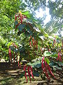 Acalypha hispida dsc03754.jpg