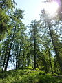 Waldreservat Plontabuora3 .jpg