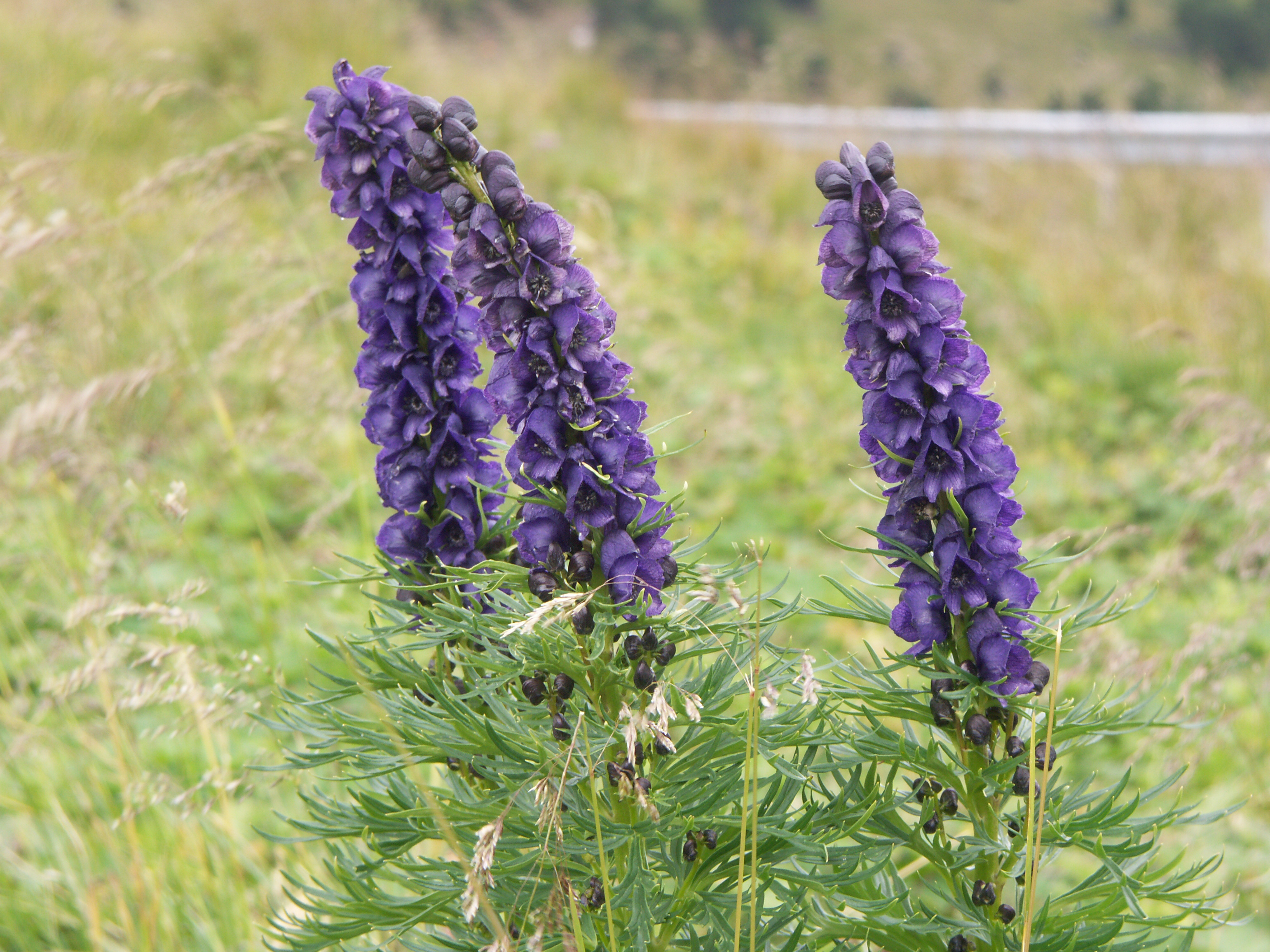 Aconitum-napellus_4435.jpg