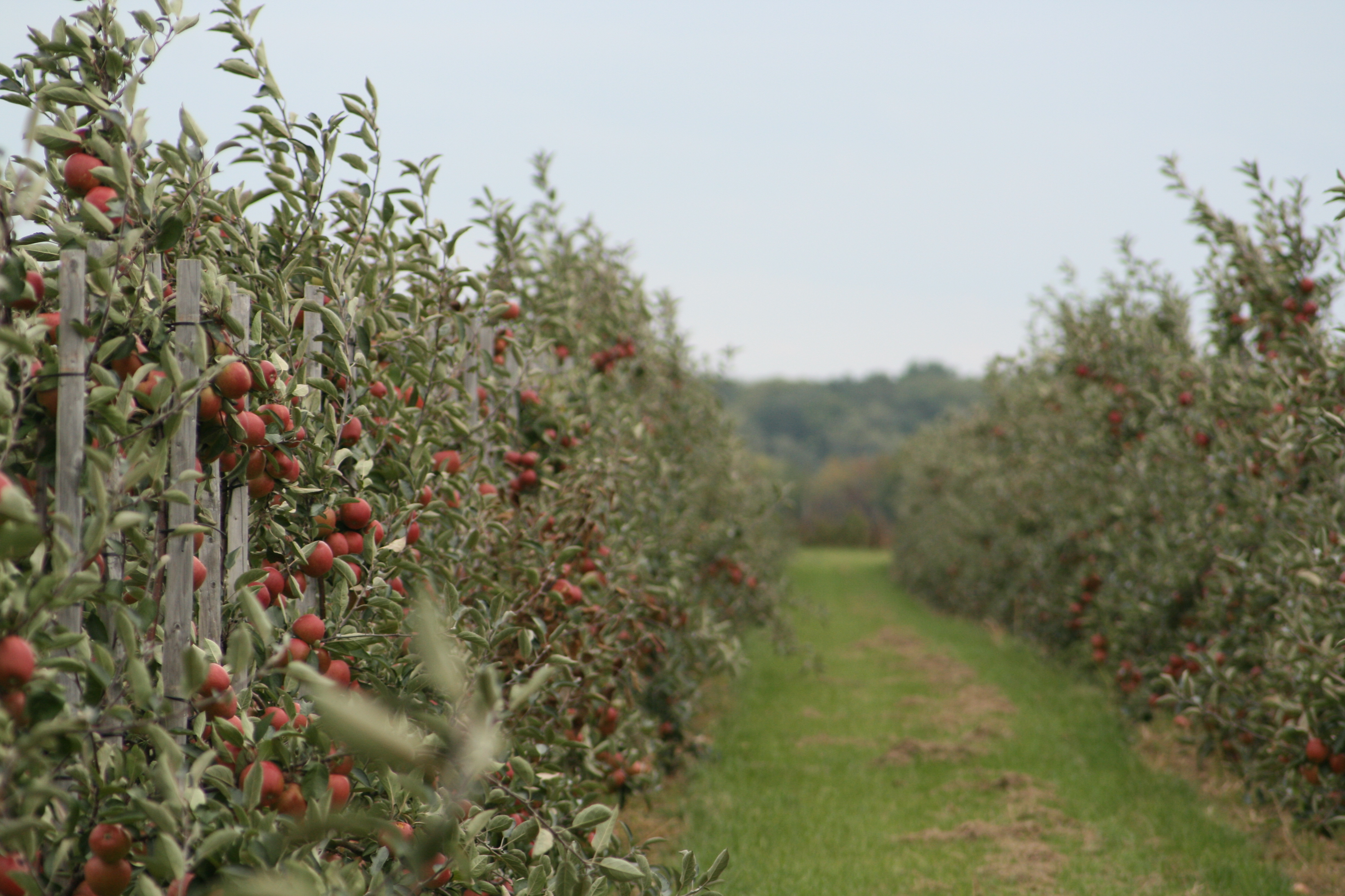 Obstbau