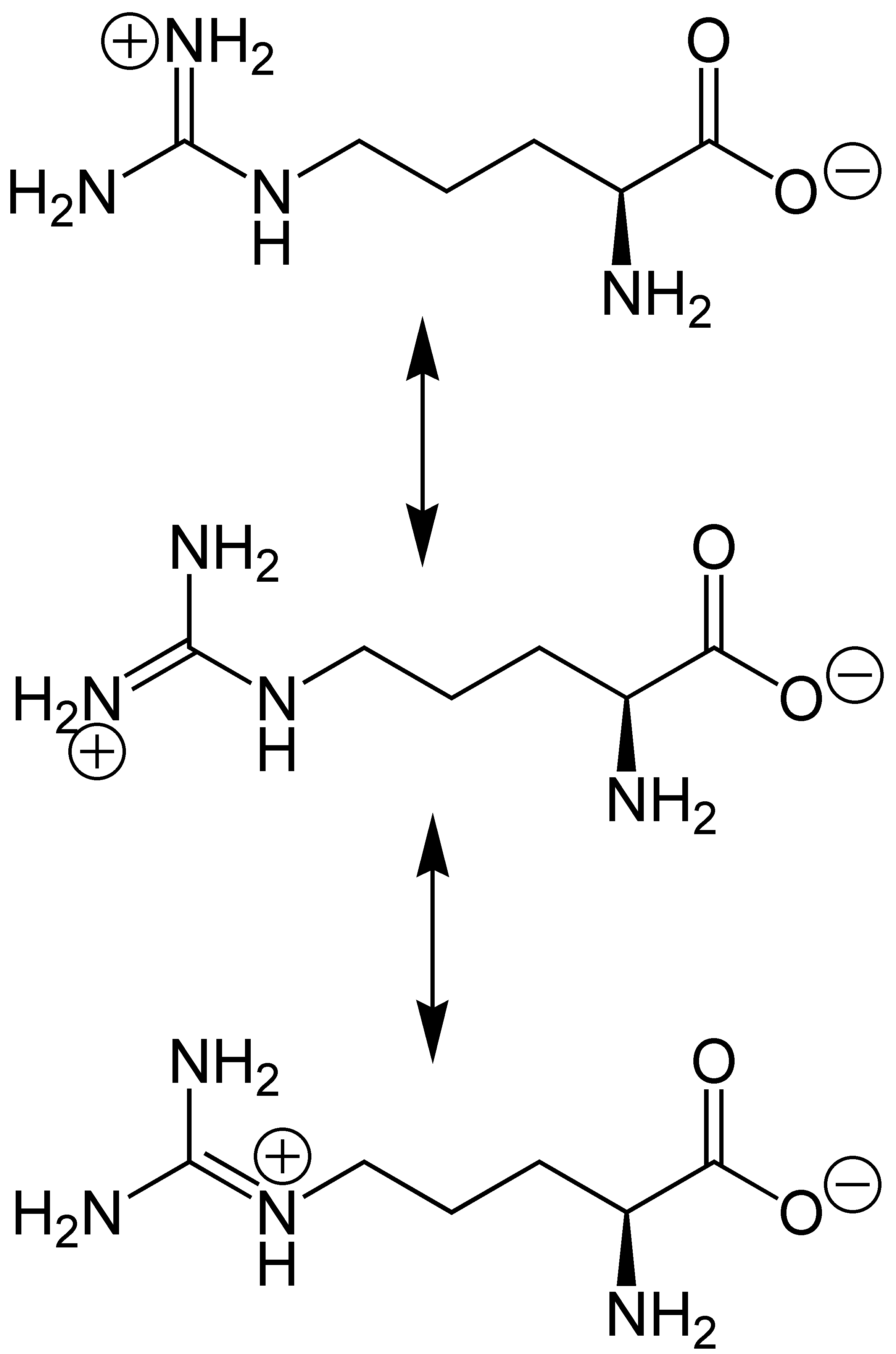 LArginin