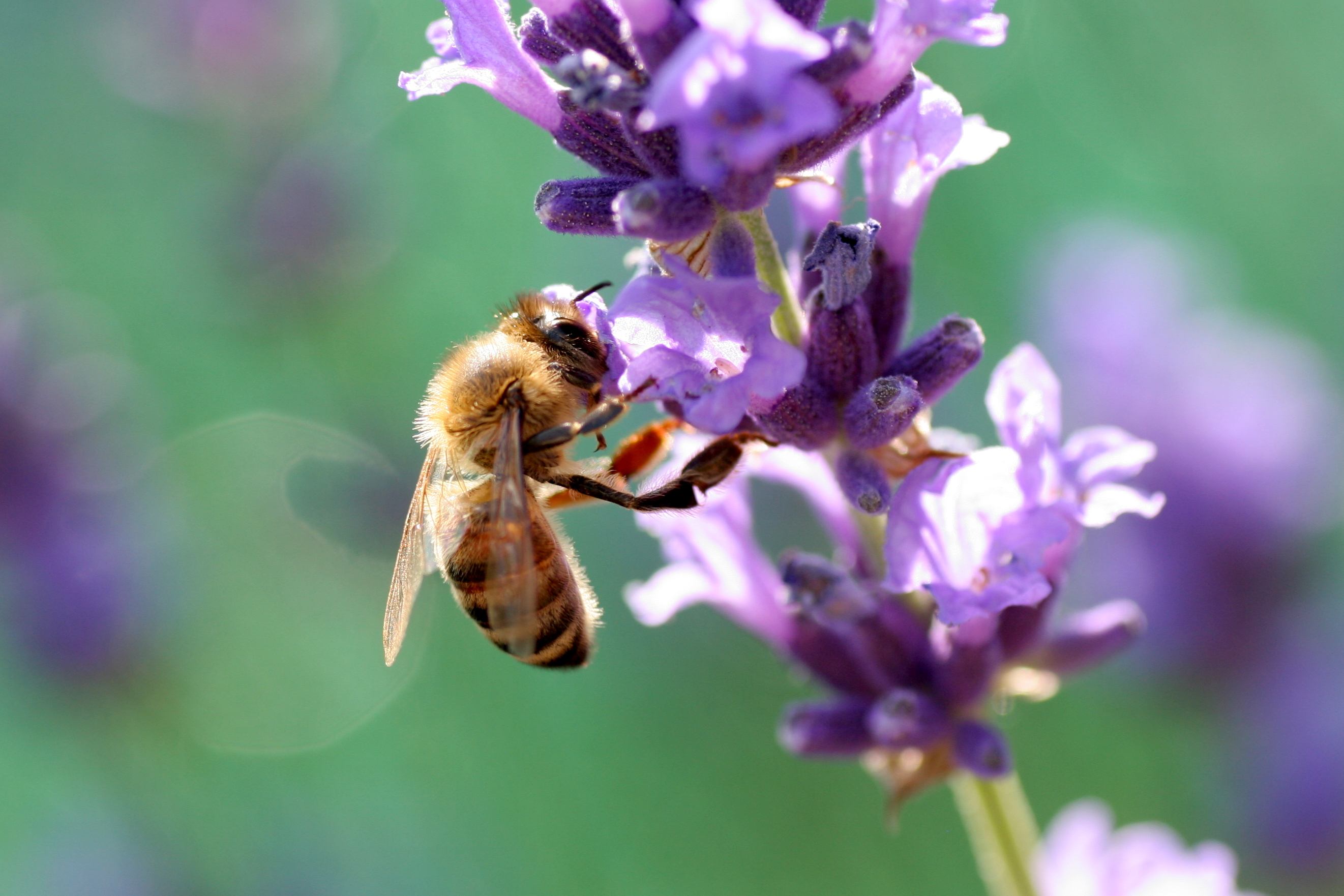 Lavandula angustifolia